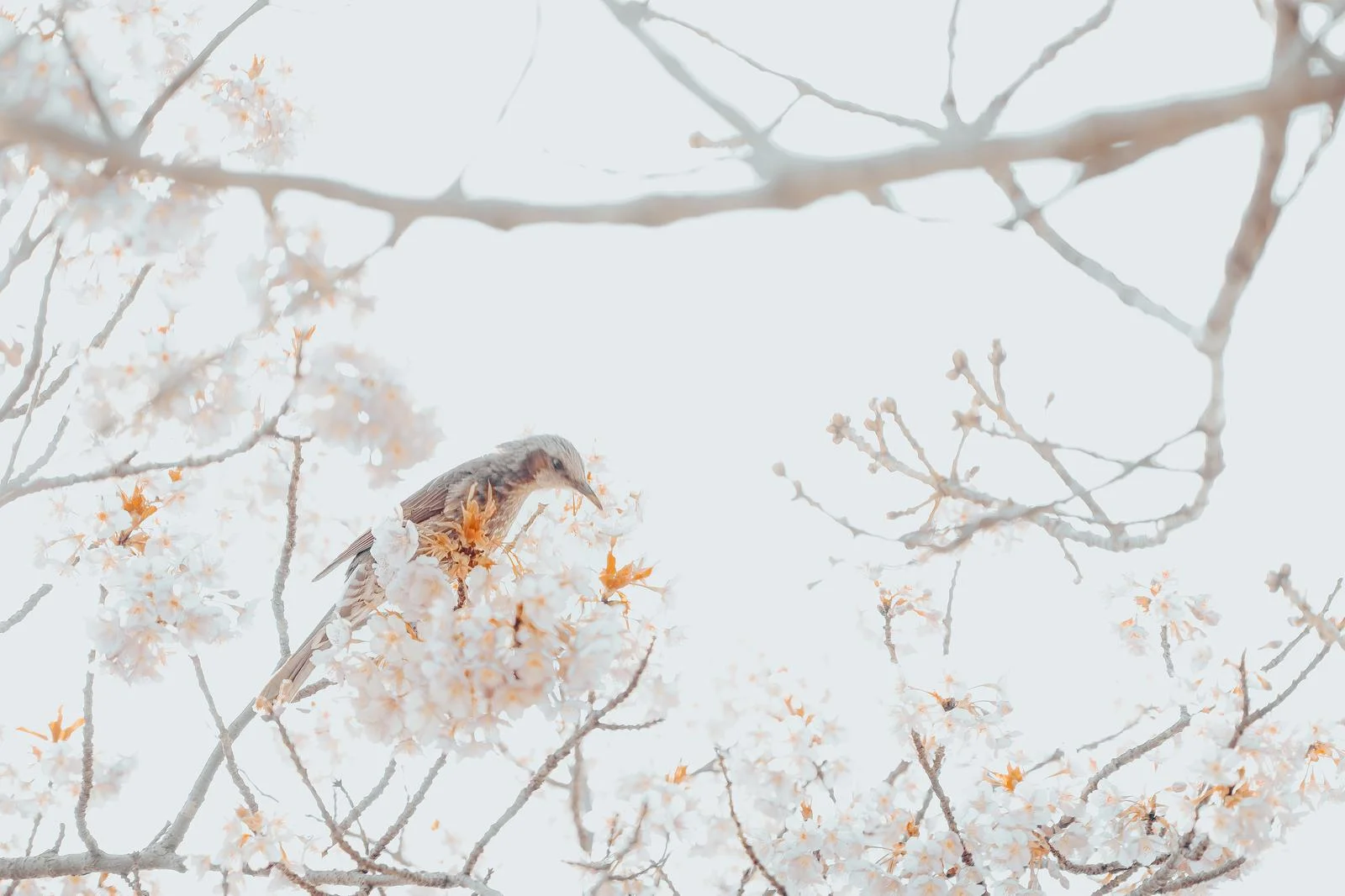 鸟与花